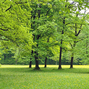 It's easy to be GREEN! Thumbnail