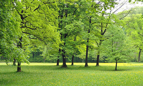 It's easy to be GREEN! Thumbnail