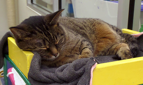 How Maintaining a Clean Humane Society Keeps Pets Healthy — CleanFreak.com